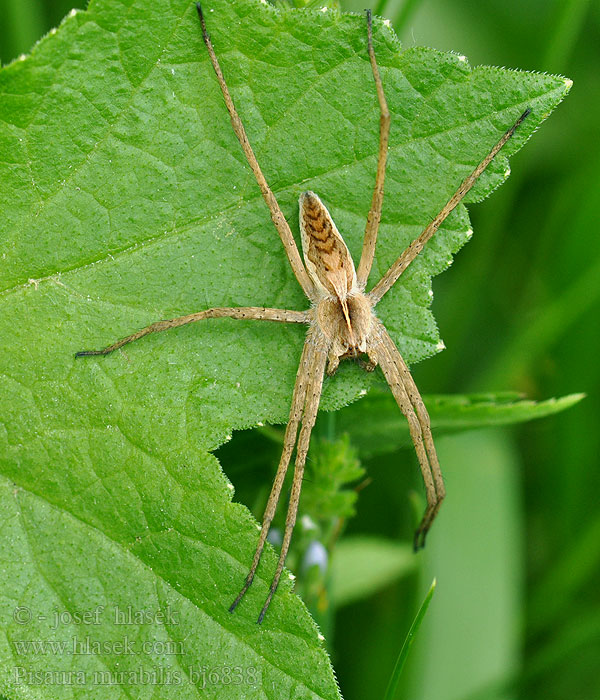 Pisaura mirabilis Darownik przedziwny