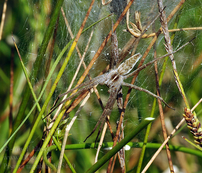 Pisaura mirabilis Пизаура удивительная