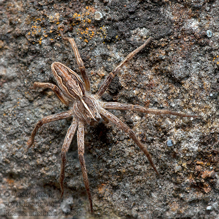 Listspinne Pisaura mirabilis