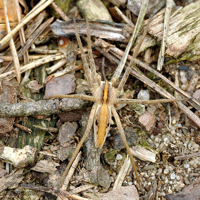 Darownik przedziwny Pisaura mirabilis