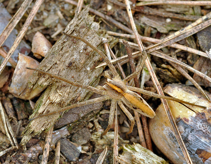 Пизаура удивительная Pisaura mirabilis