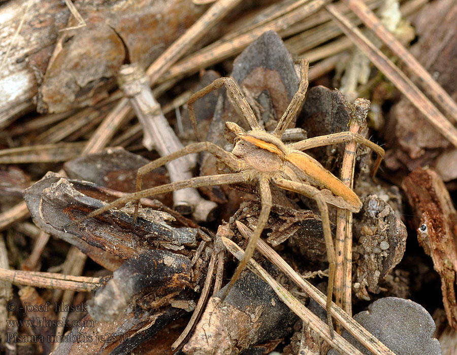 Grote wolfspin Nursery web spider Pisaura mirabilis