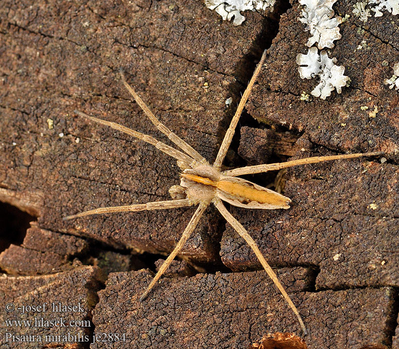 Stor lyngrovedderkopp 奇异盗蛛 Pisaura mirabilis