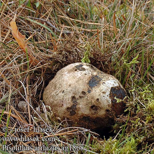 Pisolithus arrhizus Měcháč písečný Erbsenstreuling Purchatnica piaskowa Пизолитус красильный Ärtröksvamp Barvarski grahovec 豆包菌 Farvebold Pisolito Hernekuukunen Pisolithe sables Velika graškovica Osztott pöfeteg Pisolito コツブタケ 모래밭버섯 Verfstuifzwam Trollrøyksopp