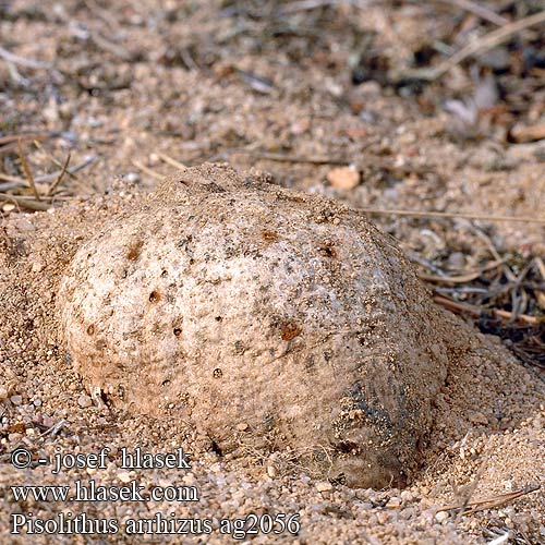 Pisolithus arrhizus ag2056