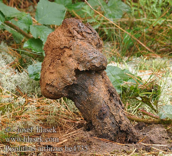 Verfstuifzwam Trollrøyksopp Pisolithus arrhizus Měcháč písečný Erbsenstreuling Purchatnica piaskowa Пизолитус красильный Ärtröksvamp Barvarski grahovec 豆包菌 Farvebold Pisolito Hernekuukunen Pisolithe sables Velika graškovica Osztott pöfeteg Pisolito コツブタケ 모래밭버섯