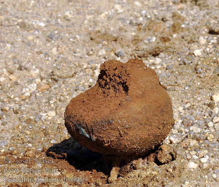 Pisolithus arrhizus tinctorius Měcháč písečný