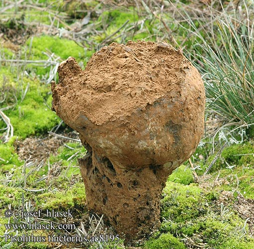 Purchatnica piaskowa Пизолитус красильный Ärtröksvamp Barvarski grahovec 豆包菌 Farvebold Pisolito Hernekuukunen Pisolithe sables Velika graškovica Osztott pöfeteg Pisolito コツブタケ 모래밭버섯 Verfstuifzwam Trollrøyksopp Pisolithus arrhizus