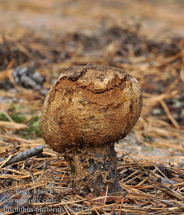 Farvebold Pisolito Hernekuukunen Pisolithe sables Velika graškovica Osztott pöfeteg Pisolito コツブタケ 모래밭버섯 Verfstuifzwam Trollrøyksopp Pisolithus arrhizus