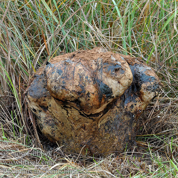 Hernekuukunen Pisolithe sables Velika graškovica Osztott pöfeteg Pisolito コツブタケ 모래밭버섯 Verfstuifzwam Trollrøyksopp Pisolithus arrhizus