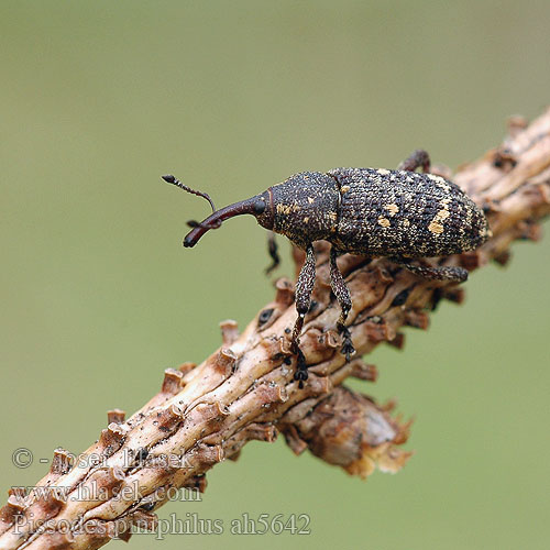 Pissodes piniphilus Pissodes weevil Smolák borový Latvapikikärsäkäs Smolik drągowinowiec Dennenstaaksnuitkever Kiefernaltholzrüßler Kiefernstangenrüssler Kiefernstangenrüßler Долгоносик жердняковый Смолевка вершинная Enbandad tallvivel Соснова жердяникова смолівка