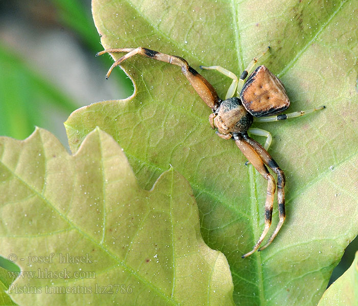 Pistius truncatus Stompe krabspin Csonka karolópók
