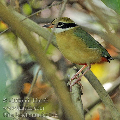 Pitta brachyura Indian Pitta Pita devítibarvá Bengalenpitta Pita India Brève Bengale Pitta indiana インドヤイロチョウ Negenkleurige Pitta Kurtaczek bengalski 蓝翅八色鸫 藍翅八色鶇 Синекрылая питта தோட்டக்கள்ளன் Kinesisk pitta Pita pestrá Indiapitta Indijos pita 팔색조 Paok India Bengalinpitta Koidupita Indisk Pitta