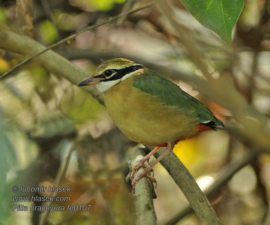 Indian Pitta Pita devítibarvá Bengalenpitta Pita India Brève Pitta brachyura