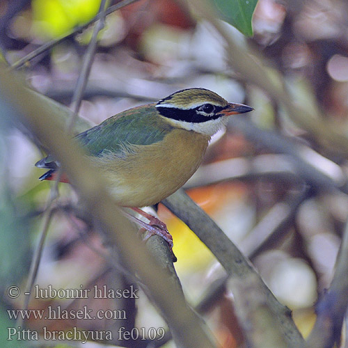 Pita India Brève Bengale Pitta indiana インドヤイロチョウ Negenkleurige Pitta Kurtaczek bengalski 蓝翅八色鸫 藍翅八色鶇 Синекрылая питта தோட்டக்கள்ளன் Kinesisk pitta Pita pestrá Indiapitta Indijos pita 팔색조 Paok India Bengalinpitta Koidupita Indisk Pitta Pitta brachyura Indian Pitta Pita devítibarvá Bengalenpitta