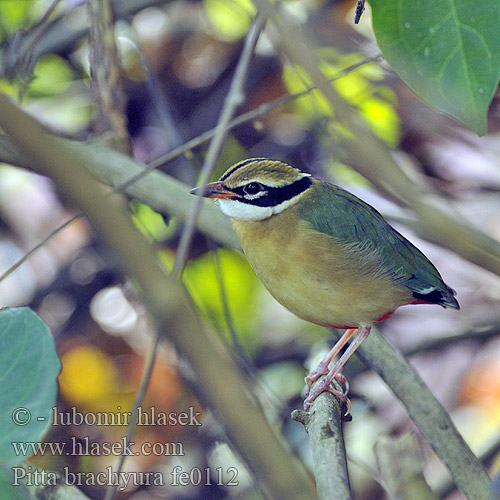 Kurtaczek bengalski 蓝翅八色鸫 藍翅八色鶇 Синекрылая питта தோட்டக்கள்ளன் Kinesisk pitta Pita pestrá Indiapitta Indijos pita 팔색조 Paok India Bengalinpitta Koidupita Indisk Pitta Pitta brachyura Indian Pitta Pita devítibarvá Bengalenpitta Pita India Brève Bengale Pitta indiana インドヤイロチョウ Negenkleurige Pitta