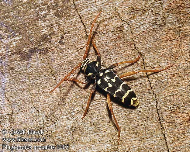 Plagionotus arcuatus 1005 DK: Stor hvepsebuk FI: Tammijäärä smalbandad ekbarkbock FR: Clyte arqué NL: grote wespenbok DE: Wespenbock Eichenzierbock Eichenwidderbock PL: Paśnik pałączasty SK: fúzač dubový CZ: tesařík dubový SYN: Clytus RU: Поперечнополосатый дубовый