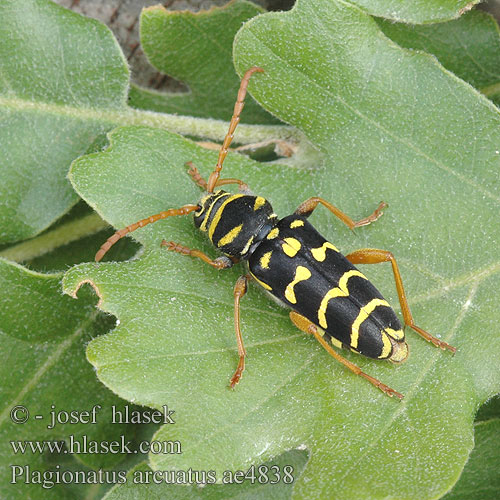 Plagionotus arcuatus ae4838 DK: Stor hvepsebuk FI: Tammijäärä smalbandad ekbarkbock FR: Clyte arqué NL: grote wespenbok DE: Wespenbock Eichenzierbock Eichenwidderbock PL: Paśnik pałączasty SK: fúzač dubový CZ: tesařík dubový SYN: Clytus RU: Поперечнополосатый дубовый