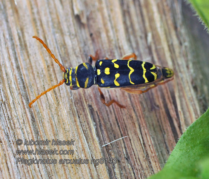 Tesařík dubový Поперечнополосатый дубовый Plagionotus arcuatus