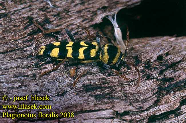 Plagionotus floralis Lucerne longicorn Lucernacincér Paśnik ziołowy lucerniak Echinocerus Люцернов сечко