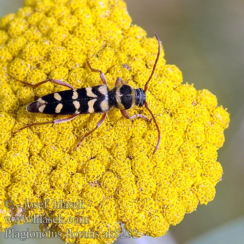 Echinocerus floralis Plagionotus Lucerne longicorn Lucernacincér Paśnik ziołowy lucerniak Люцернов сечко