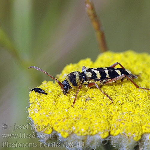 Lucernacincér Paśnik ziołowy lucerniak Люцернов сечко Echinocerus floralis Plagionotus Lucerne longicorn