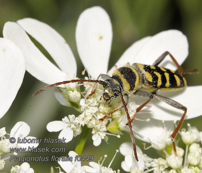 Plagionotus floralis