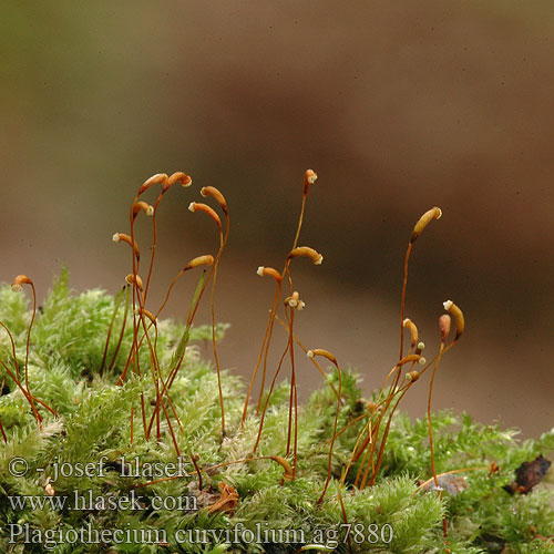 Plagiothecium curvifolium ag7880