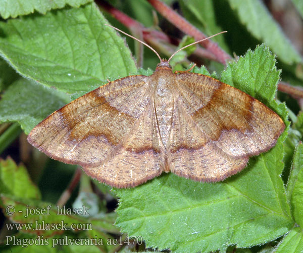 Plagodis pulveraria Barred Umber Heckenkirschenspanner Kropenatec lískový Numérie poudrée Nakreślik iwiniak Geelbruine bandspanner Пяденица строганная струйчатая перистоусая ивовая Ruostemittari Avietinis sprindžius Listnatka vŕbová Violettpudrad skymningsmätare Szemcsés araszoló