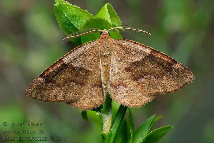 Plagodis pulveraria