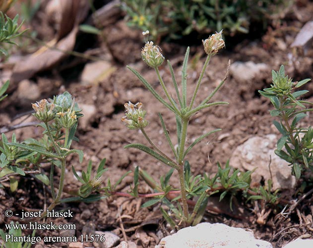 Plantago arenaria