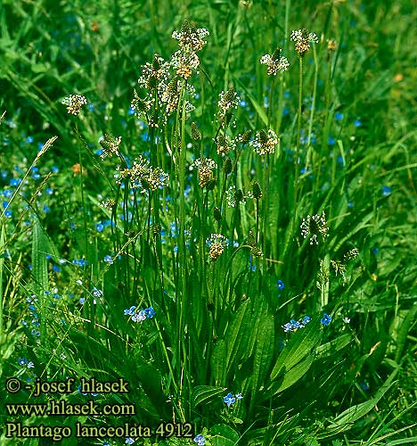 Plantago lanceolata Lancet-Vejbred Ribwort Plantain lancéolé