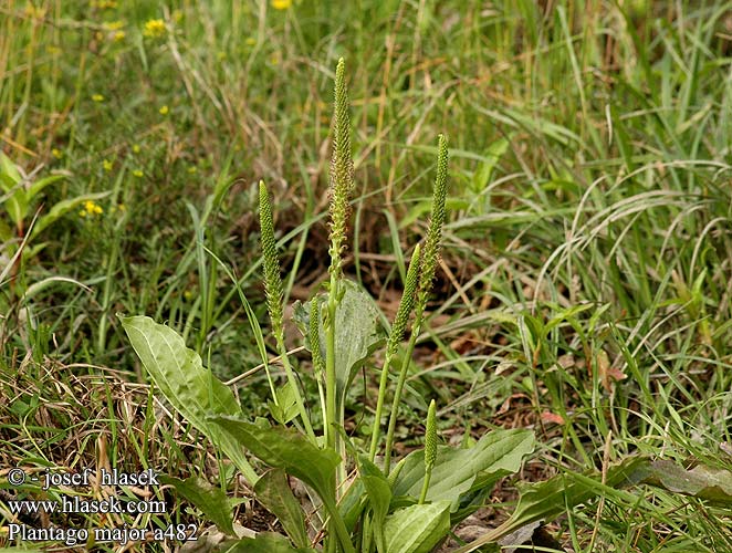 Plantago major Broadleaf Plantain Grand plantain Grote weegbree Groblad