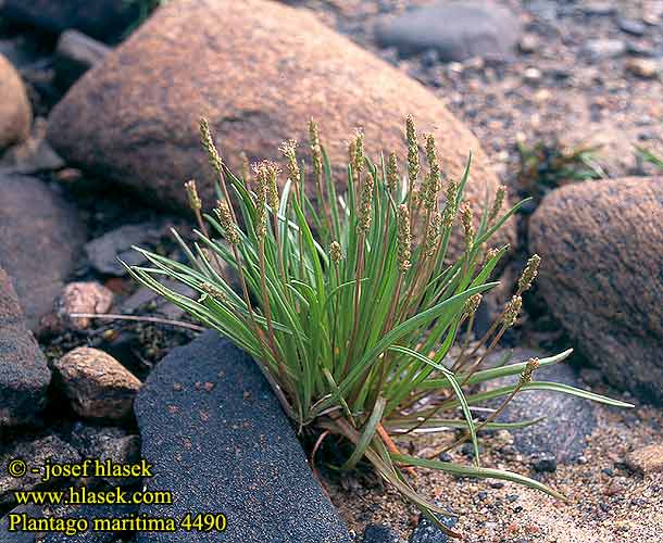 Plantago maritima Jitrocel přímořský Strand-Wegerich Strand-vejbred