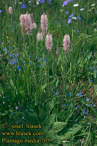 Plantago media Mittlerer Wegerich Dunet Vejbred Plantain intermédiaire moyen