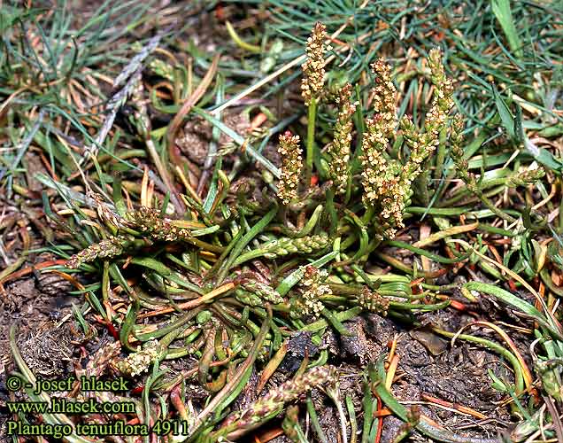 Plantago tenuiflora