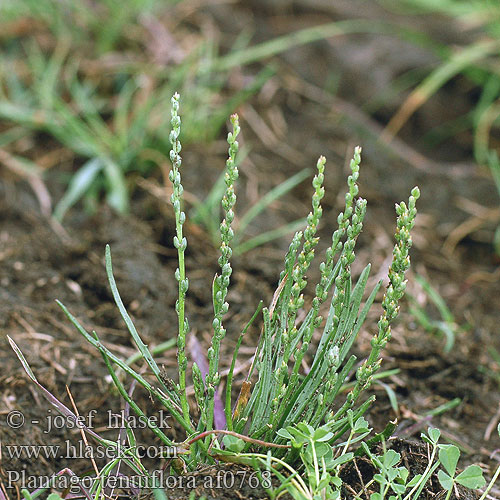 Plantago tenuiflora af0768