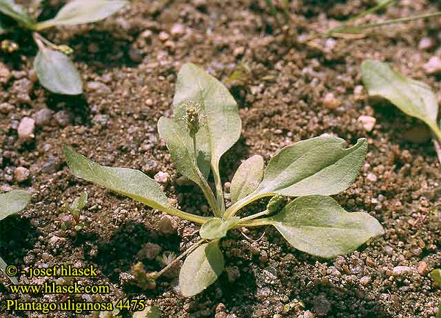 Plantago uliginosa