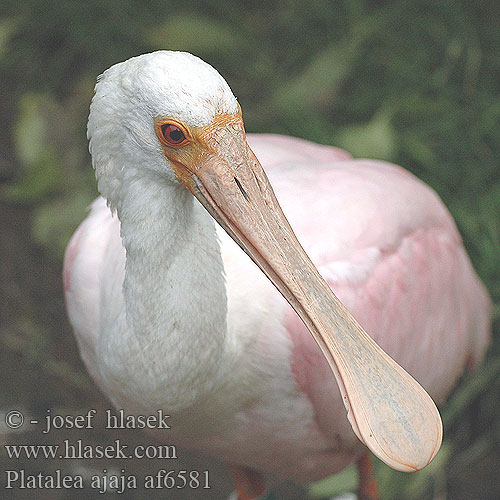 Platalea ajaja Kolpík ružový Rosaskestork Rosalöffler Roslöffler Roseate Spoonbill