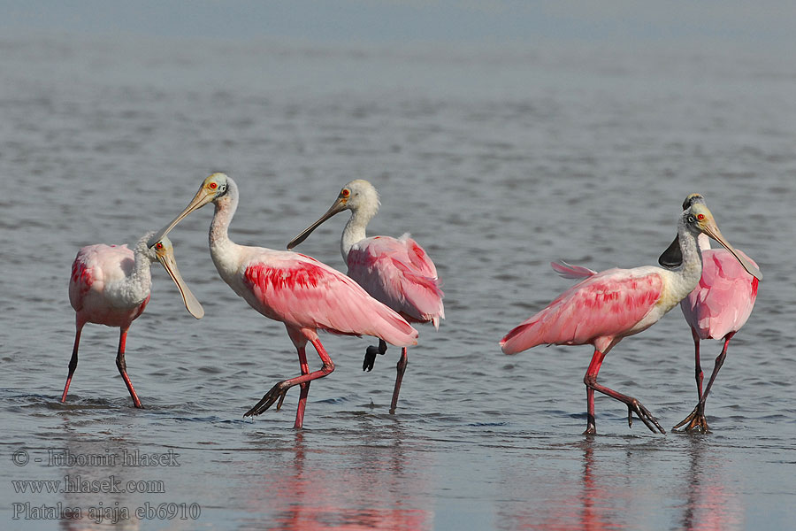 Pico cuchara garza rosada Roosa-luitsnokkiibis Ruusukapustahaikara Platalea ajaja