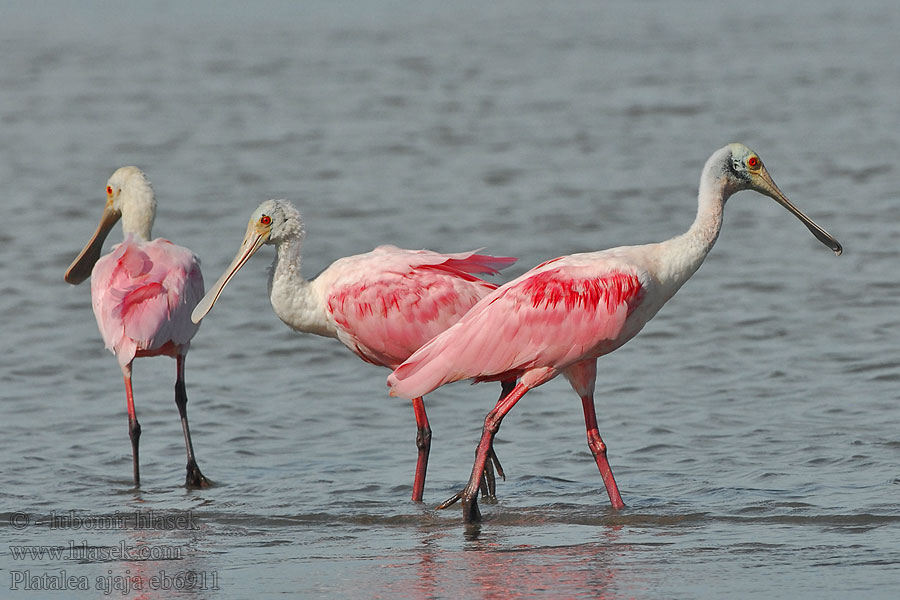 Roseate Spoonbill Cuchareta Espátula Espatula Rosada Flamenco Platalea ajaja