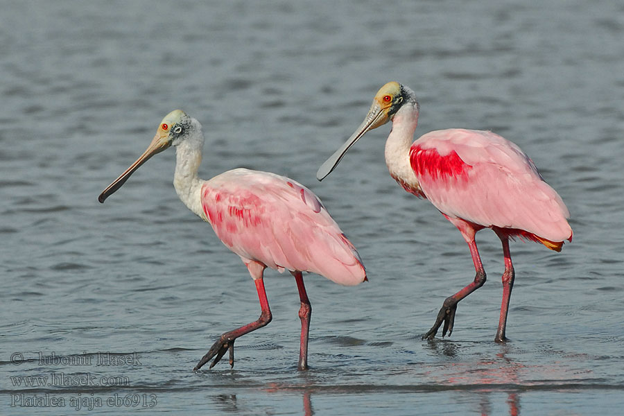 Kolpík ružový Rosaskestork Rosalöffler Roslöffler Platalea ajaja