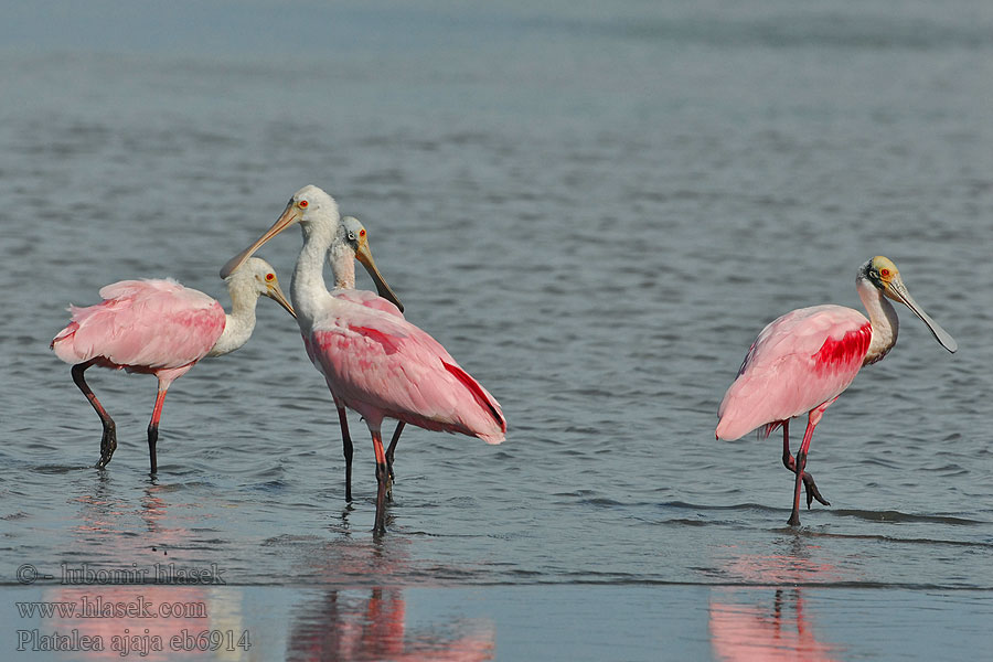 Platalea ajaja Aлая Розовая Колпица Rosenskedstork Pembe Kaşıkçı