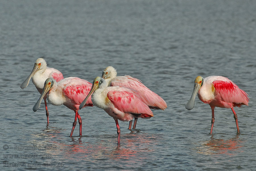 Platalea ajaja Warzecha rózowa różowa Aiaia Colhereiro Colhereiro-americano