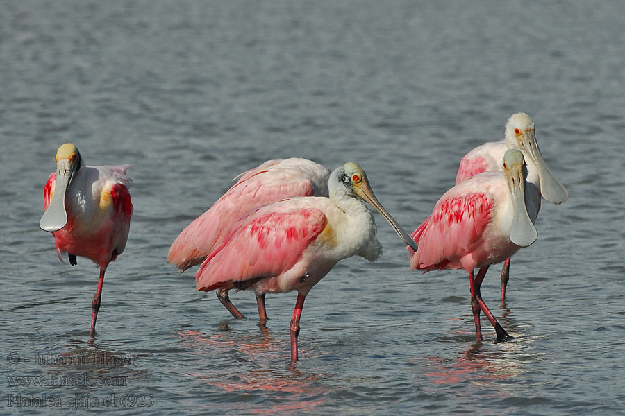 Platalea ajaja ベニヘラサギ Rausvoji girnovė Rode Lepelaar Rosenskjestork