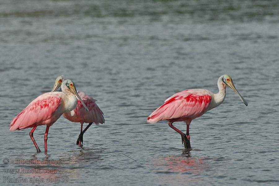 Platalea ajaja Roosa-luitsnokkiibis Ruusukapustahaikara Spatule rose rosée Espatil