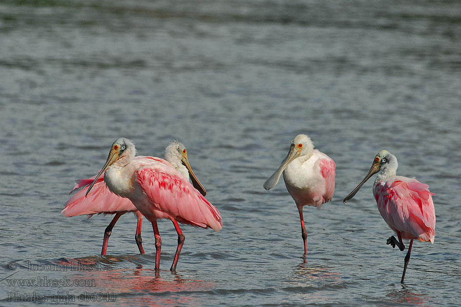 Platalea ajaja Roseate Spoonbill Cuchareta Espátula Espatula Rosada Flamenco Pico cuchara garza rosada