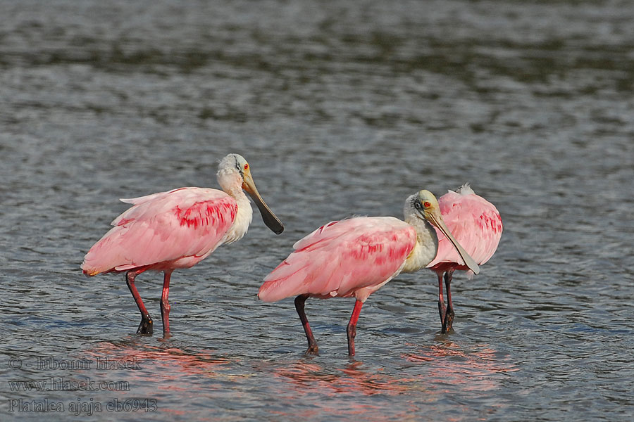 Platalea ajaja Kolpík ružový Rosaskestork Rosalöffler Roslöffler