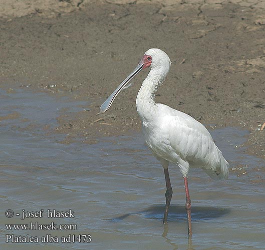 Platalea alba African Spoonbill Afrikansk