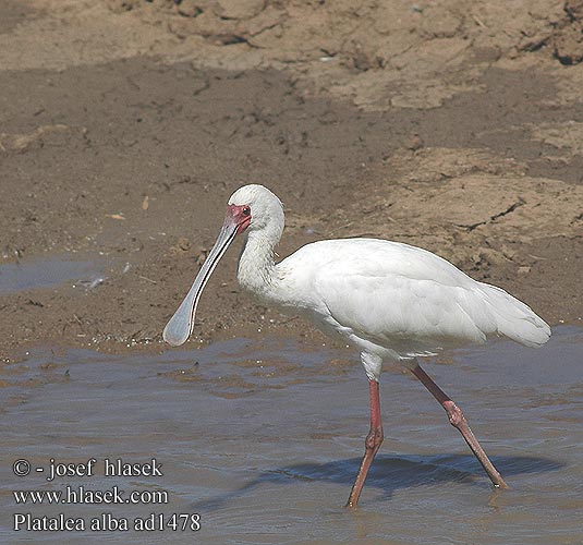 Platalea alba ad1478